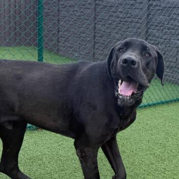 Alejandro AKA Big AL 0669 -  Great Dane and Mastiff Dog Available for Adoption in Loxahatchee Groves, Florida - Alejandro AKA Big AL 0669 | PetCurious