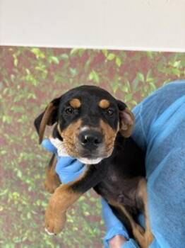 Ares -  Shepherd and Mixed Breed Dog for Adoption in San Antonio, Texas - Ares | PetCurious