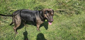 NALA 216-26 -  Rottweiler Dog for Adoption in Cambridge, Ohio - NALA 216-26 | PetCurious