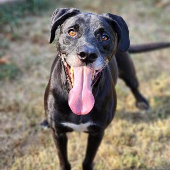 Haden -  Retriever Dog for Adoption in Montgomery, Alabama - Haden | PetCurious