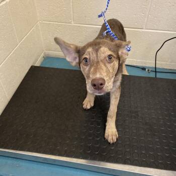 Kask -  Mixed Breed Dog for Adoption in Memphis, Tennessee - Kask | PetCurious
