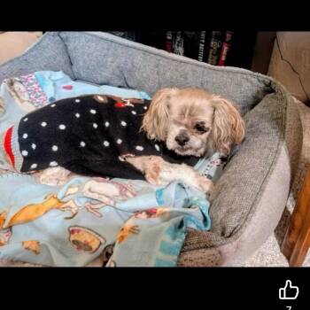 Mixed Breed Dogs Available for Adoption in Wilsall, Montana - Charlie & Madison | PetCurious