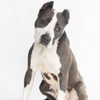 Sasha Fierce -  Mixed Breed Dog for Adoption in Dearborn, Michigan - Sasha Fierce | PetCurious