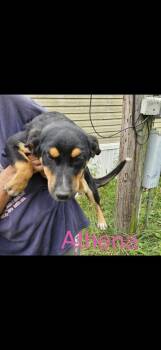 Athena -  Great Pyrenees Dog for Adoption in Irwin, Pennsylvania - Athena | PetCurious