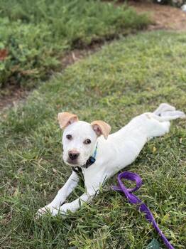 Rescue Cattle Dog and Pit Bull Terrier Dogs for Adoption in Concord, North Carolina - Rocco | PetCurious