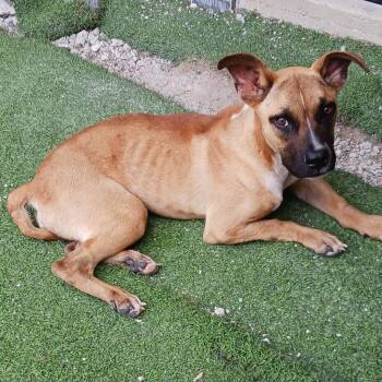 Finn -  American Bulldog and Mixed Breed Dog for Adoption in Loxahatchee Groves, Florida - Finn | PetCurious