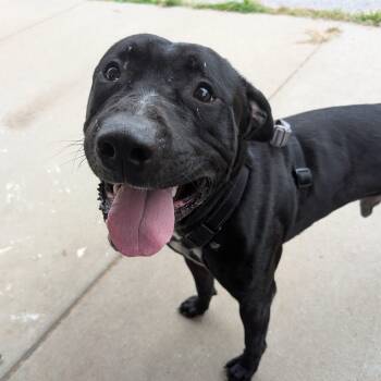 Rescue Mastiff Dogs for Adoption in Renfrew, Pennsylvania - Bongo | PetCurious