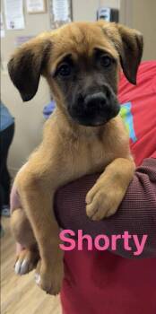Rescue Shepherd and Boxer Dogs for Adoption in Fremont, Nebraska - AC Shortie | PetCurious