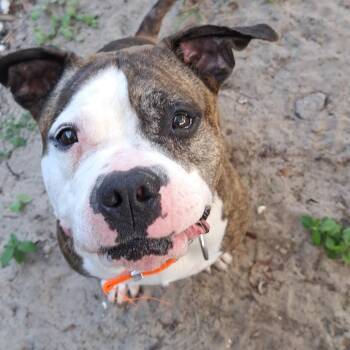 Mixed Breed Dogs Available for Adoption in Lake Panasoffkee, Florida - Magnolia | PetCurious