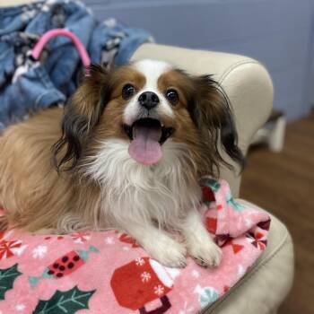 Papillon Dogs Available for Adoption - Ophelia | PetCurious