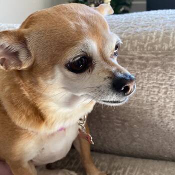 Bella -  Chihuahua and Dachshund Dog for Adoption in Colorado Springs, Colorado - Bella | PetCurious