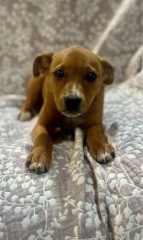 Hound Dogs Available for Adoption in Sterling, Massachusetts - Karma 2 Months Ava 5/13 | PetCurious