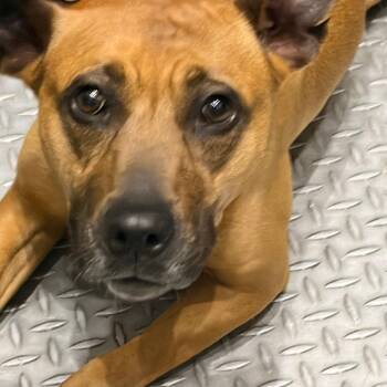 Mixed Breed Dogs Available for Adoption - Fema | PetCurious