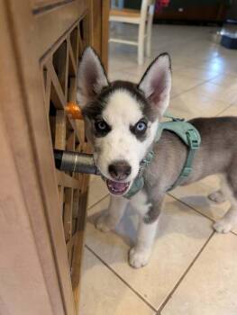 Siberian Husky Dogs Available for Adoption in Fort Lauderdale, Florida - Echo | PetCurious