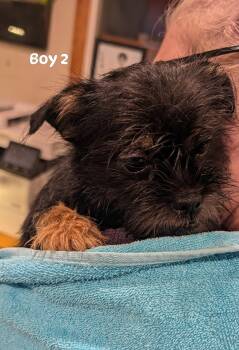 Boy 2 from Cookies Litter -  Shih Tzu and Yorkshire Terrier Dog for Adoption in Brockport, New York - Boy 2 From Cookies Litter | PetCurious