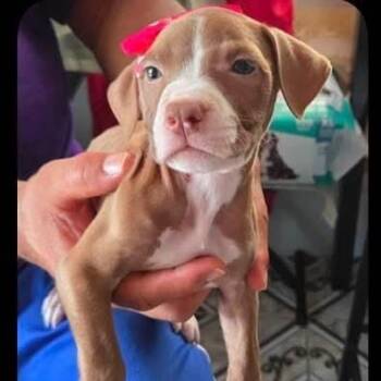 Pit Bull Terrier Dogs Available for Adoption in Rincón, Rincón - Diamond | PetCurious