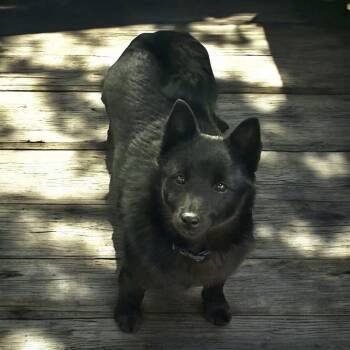 Schipperke Dogs Available for Adoption in Franklin Township, New Jersey - Mach | PetCurious