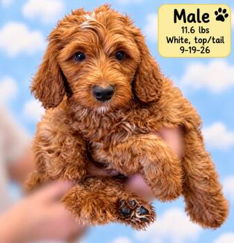 Brady -  Labradoodle Dog for Adoption in El Segundo, California - Brady | PetCurious