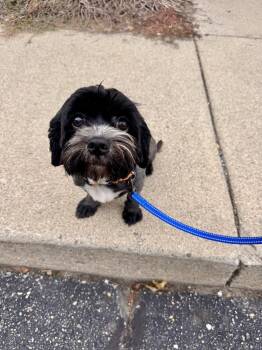 Pepper Ann (26-161 D) -  Mixed Breed Dog for Adoption in Lansing, Michigan - Pepper Ann (26-161 D) | PetCurious