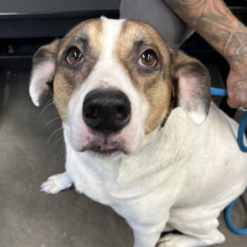 Labrador Retriever and Hound Dogs Available for Adoption - John | PetCurious