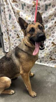 German Shepherd Dog Dogs Available for Adoption - YARA | PetCurious