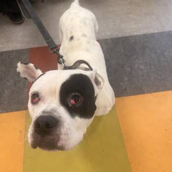 Mixed Breed Dogs Available for Adoption - Melabeans | PetCurious