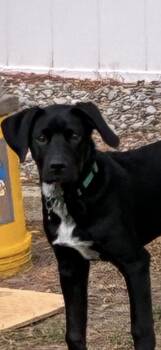 Labrador Retriever and Border Collie Dogs Available for Adoption in Manchester Township, New Jersey - Charlie | PetCurious