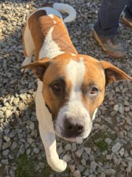 Mixed Breed Dogs Available for Adoption - Marcelle Ledbetter | PetCurious