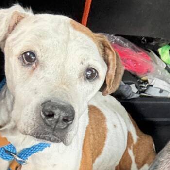 Rescue Pit Bull Terrier Dogs for Adoption in Wichita, Kansas - Twist | PetCurious