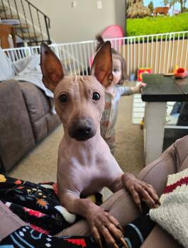 Xoloitzcuintli Mexican Hairless and American Eskimo Dog Dogs Available for Adoption - Minkus | PetCurious