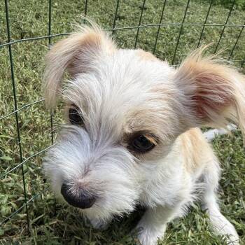 Chungus -  Terrier and Mixed Breed Dog for Adoption in Raleigh, North Carolina - Chungus | PetCurious