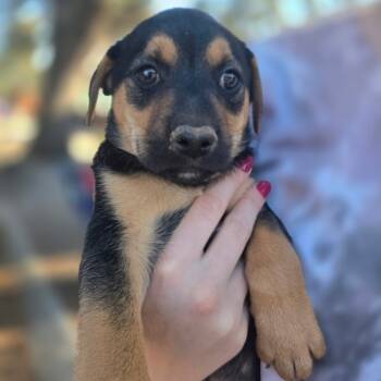 Rescue Terrier and Mixed Breed Dogs for Adoption in New Orleans, Louisiana - Bourbon Pecan | PetCurious