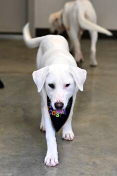 Rescue Yellow Labrador Retriever and Catahoula Leopard Dog Dogs for Adoption - Marley | PetCurious