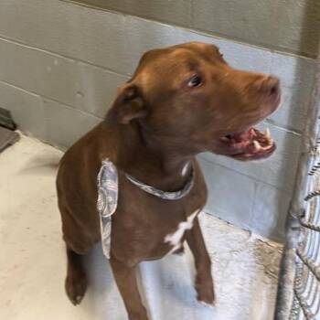 Cash 26-07-111 -  Pit Bull Terrier Dog for Adoption in Bastrop, Texas - Cash 26-07-111 | PetCurious