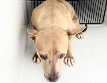 A658001 -  Carolina Dog and Mixed Breed Dog for Adoption in Houston, Texas - A658001 | PetCurious