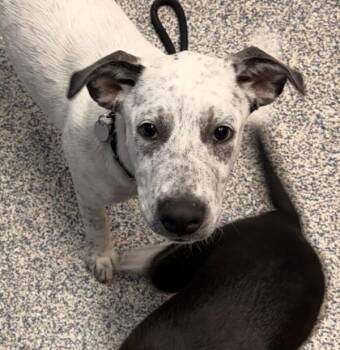 Mazi -  Australian Cattle Dog Blue Heeler Dog for Adoption in Golden, Colorado - Mazi | PetCurious