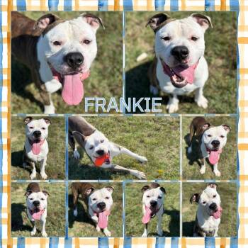 Frankie -  Pit Bull Terrier and Mixed Breed Dog for Adoption in Buffalo, Minnesota - Frankie | PetCurious