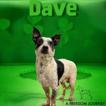 Rescue Jack Russell Terrier Dogs for Adoption in Duck River, Tennessee - Dave | PetCurious