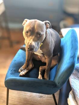 Rescue Pit Bull Terrier Dogs for Adoption in Ithaca, New York - Zazu (snuggler Extraordinaire!) | PetCurious