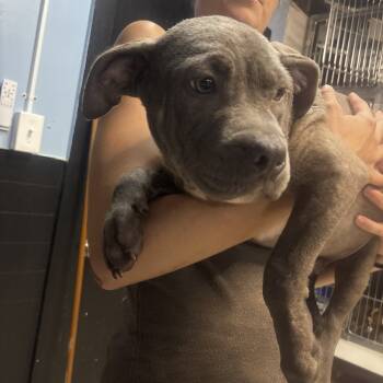 Rescue Mixed Breed Dogs for Adoption in Savannah, Georgia - Ti | PetCurious