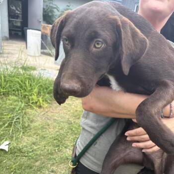 Beau -  Mixed Breed Dog for Adoption in Austin, Texas - Beau | PetCurious