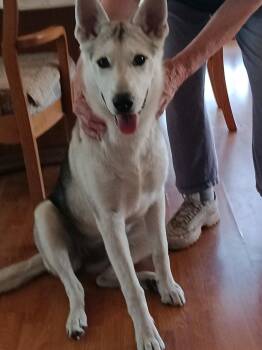 Siberian Husky Dogs Available for Adoption - Teeka | PetCurious