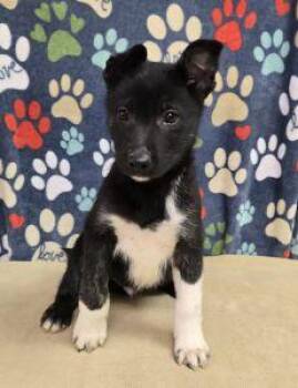 German Shepherd Dog Dogs Available for Adoption - Angus | PetCurious