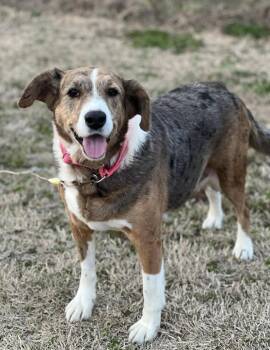 Hound Dogs Available for Adoption - Peggy In NH! Come Meet Our Adoptable Dogs Wednesday-Saturday. Mo | PetCurious