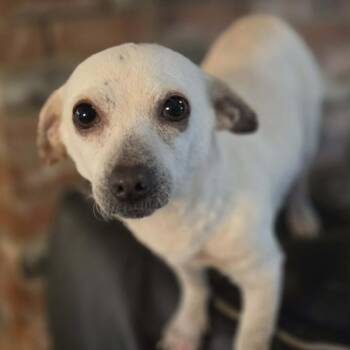 Meghan (*) -  Chihuahua Dog for Adoption in Sacramento, California - Meghan (*) | PetCurious
