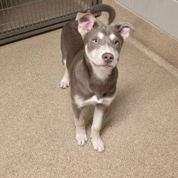 RayRay -  Husky and Mixed Breed Dog for Adoption in Bristol, Indiana - RayRay | PetCurious
