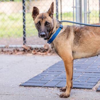 Belgian Shepherd Malinois Dogs Available for Adoption in Oakland, California - Moonbeam | PetCurious