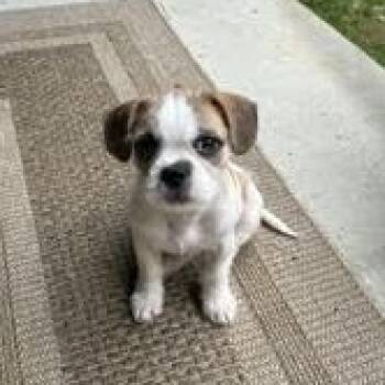Drop -  French Bulldog and Shih Tzu Dog for Adoption in Midlothian, Virginia - Drop | PetCurious