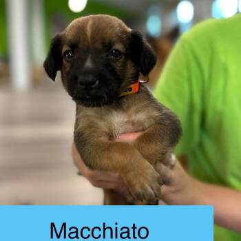 Macchiato -  Cattle Dog and Terrier Dog for Adoption in Tampa, Florida - Macchiato | PetCurious