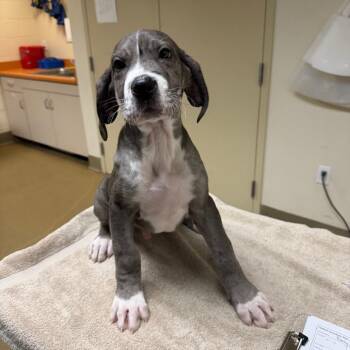 Great Dane and Mixed Breed Dogs Available for Adoption - Thunder | PetCurious